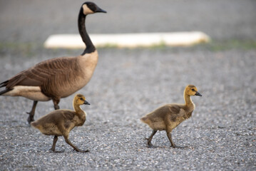 Canada Goose