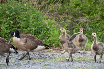Canada Goose