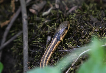 Eastern Garter Snake