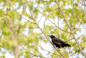 Common Grackle