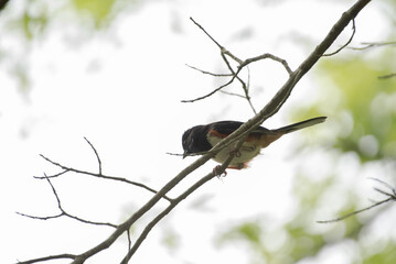 Eastern Towhee