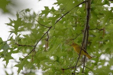 Yellow Warbler