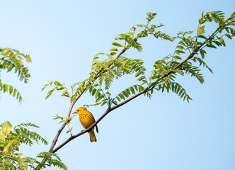 Yellow Warbler