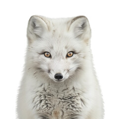 close up of an Arctic Fox