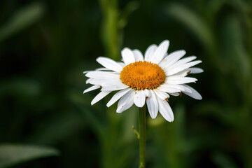 Obraz premium daisy in the grass