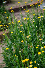 yellow flowers in the garden