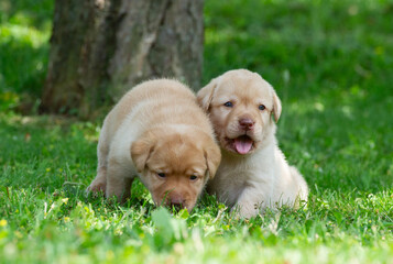 Labrador Retriever Welpen im sonnigen Garten