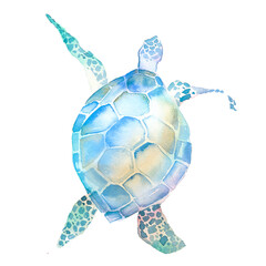 Turtle painting. Watercolor sea or ocean animal artwork.