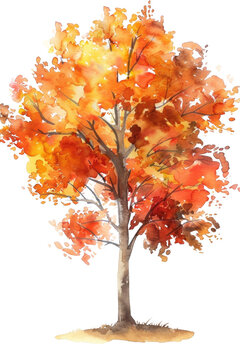 watercolor hand drawn autumn trees isolated on white