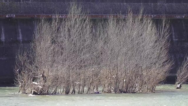 Semi-submerged trees in the swift stream of the spring river