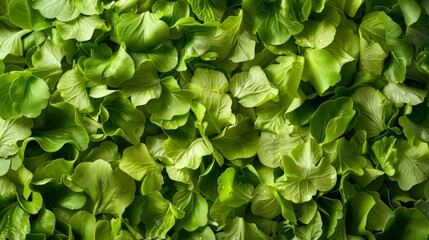 An abundant spread of fresh peas and basil leaves creating a lush green mosaic.