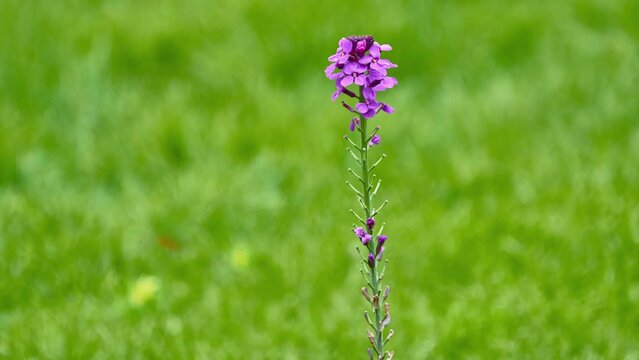 Linaria purpurea is flowering plant in plantain family known by common name purple toadflax.