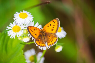 Obraz premium A female Large copper butterfly (Lycaena dispar) on a daisy fleabane flower (Erigeron annuus).