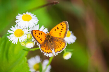Fototapeta na wymiar A female Large copper butterfly (Lycaena dispar) on a daisy fleabane flower (Erigeron annuus).