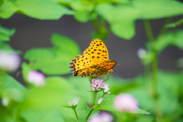 A male Indian fritillary (Black-tipped fritillary) butterfly on a pink persicaria thunbergii flower.