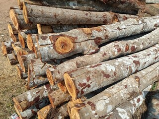 Wood is a structural tissue found in the stems and roots of trees and other woody plants. 