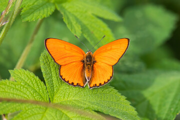 A male Large copper butterfly (Lycaena dispar) on a green leaf.