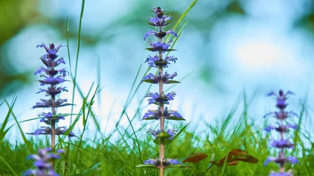 Ajuga reptans is commonly known as bugle, blue bugle, bugleherb, bugleweed, carpetweed, carpet bugleweed, and common bugle, and traditionally but less commonly as "St. Lawrence plant".