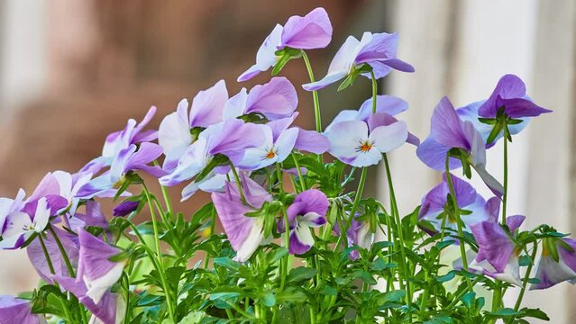Garden pansy (Viola wittrockiana) is type of large-flowered hybrid plant cultivated as garden flower. It is sometimes known as Viola tricolor var. hortensis, but this scientific name is ambiguous.