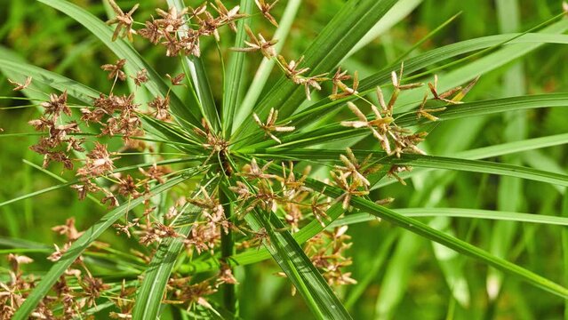 Cyperus alternifolius, umbrella papyrus