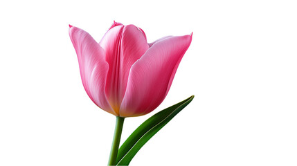 Fototapeta premium Pink Tulip flower. isolated on transparent background