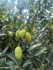 A mango is an edible stone fruit produced by the tropical tree Mangifera indica. 