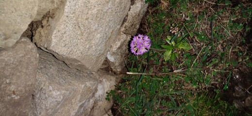 Wild Pink Flower on Rocky Terrain