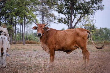 cows in a field