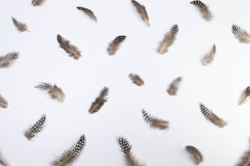 Top view of brown feathers on white background. Creative feathers composition, copy space, flat lay. Easter, spring time.