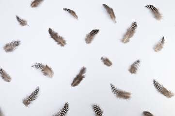 Top view of brown feathers on white background. Creative feathers composition, copy space, flat lay. Easter, spring time.