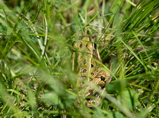 Atlantic Coast Leopard Frog
