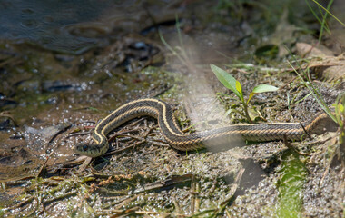 Eastern Garter Snake