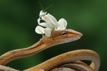 Orchid mantis and snake in the grass