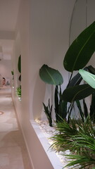 broadleaf houseplants along white corridor