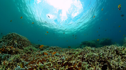 Fototapeta na wymiar Coral reef and fish underwater world. Underwater world life landscape.