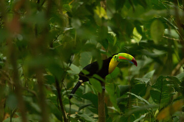 toucan in the jungle