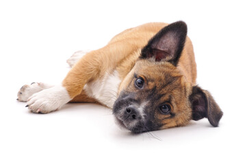 Dog that lies down.