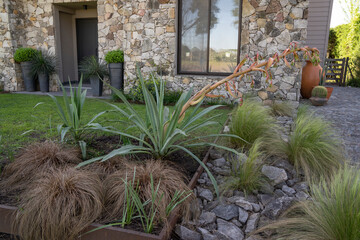 Garden design and landscaping. The flowering Beshorneria yuccoides succulent with a red long floral...