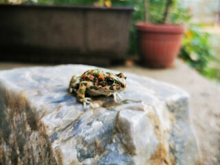a small frog is sitting on a stone. European common frog (rana temporaria) standing on a stone