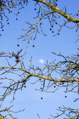 a lua