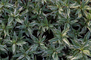 Top view of Justicia fragills Wall. cv. Variegata or Flame flower with sunlight in the garden.