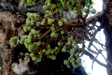 green moss on tree