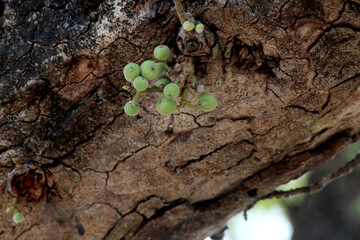 green tree trunk