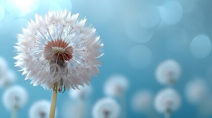 A macro dandelion with blue background. This is an expression of freedom to wish. Goodbye Summer. Hope and dreams concept. Fragility. Springtime. Soft focus. Macro nature image. - obrazy, fototapety, plakaty