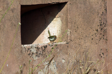 bird on the wall