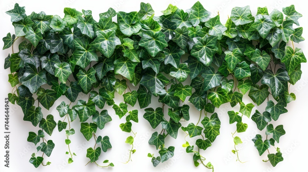 Poster hanging ivy bush with green leaves javanese treebine or grape ivy (cissus spp.) isolated on white ba