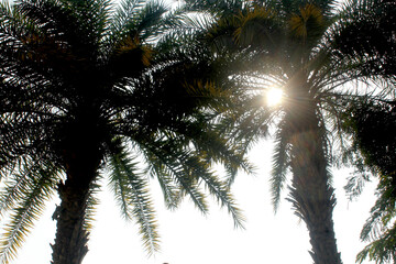 palm tree and sun