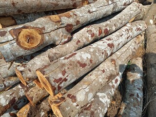 Wood is a structural tissue found in the stems and roots of trees and other woody plants. 