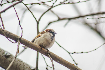 Obraz premium Little Sparrow sits on a tree
