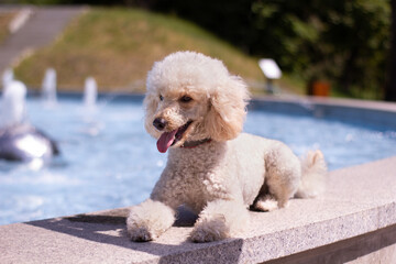 white poodle puppy